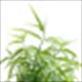 Sabah Snake Grass